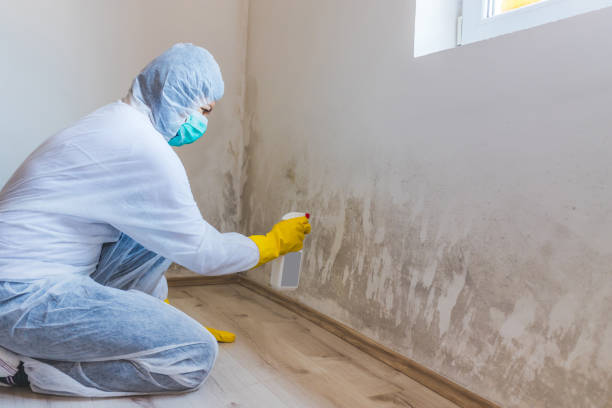 Licensed Basement Mold Remediation service in Frisco, TX - Car Mold Remediation