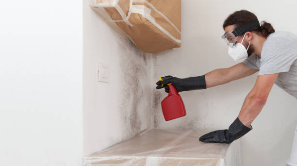 Professional Basement Mold Remediation technician working in Frisco, TX