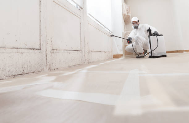 24/7 Emergency Basement Mold Remediation experts in Frisco, TX