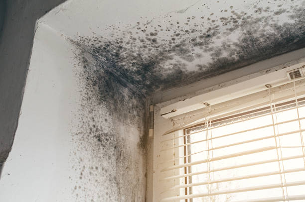 Affordable Basement Mold Remediation solutions in Frisco, TX