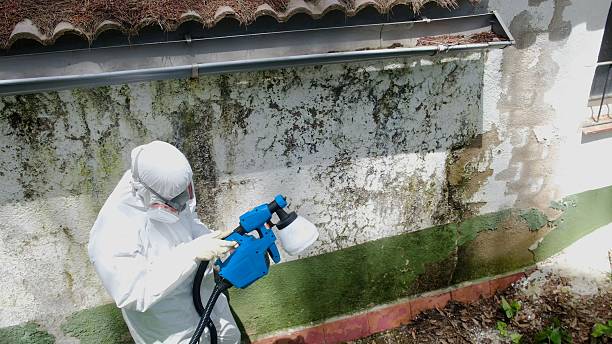 Top rated local Basement Mold Remediation specialists in Frisco, TX